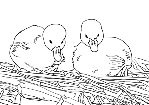 Two Ducklings In A Nest Coloring Page